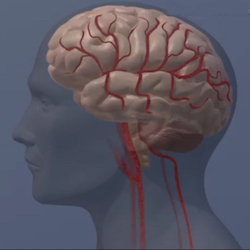 Studies reveal 4 factors in brain health