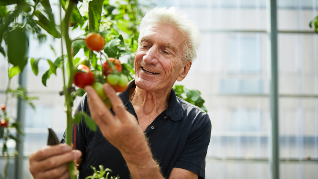 Senior man picking tomatoes