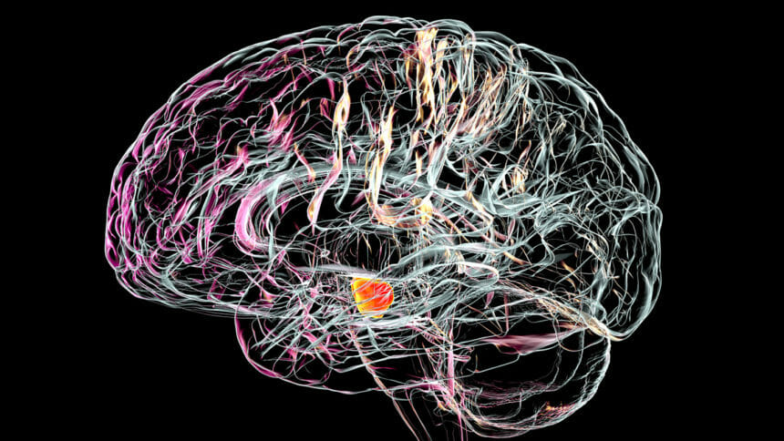 Substantia nigra. Illustration showing a healthy substantia nigra in a human brain. The substantia nigra plays an important role in reward, addiction, and movement. Degeneration of this structure is characteristic of Parkinson's disease.